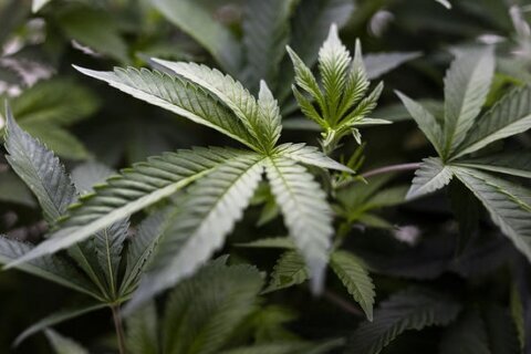 ¿Qué significaría la reclasificación del cannabis en EEUU? Te explicamos