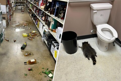 Insólito: mapache entra a licorería en Virginia, se emborracha y se desmaya en el piso