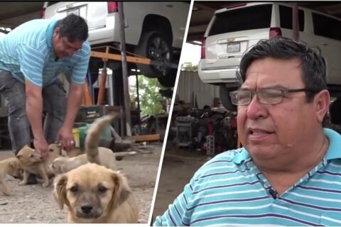 Mecánico se convierte en el salvador de 24 perros abandonados