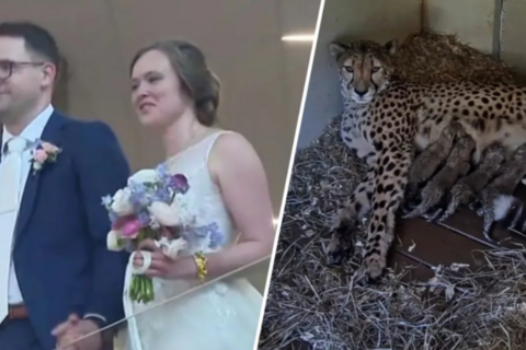 Historias de amor y tiernos animales bebés: Las buenas noticias del DMV este 2025