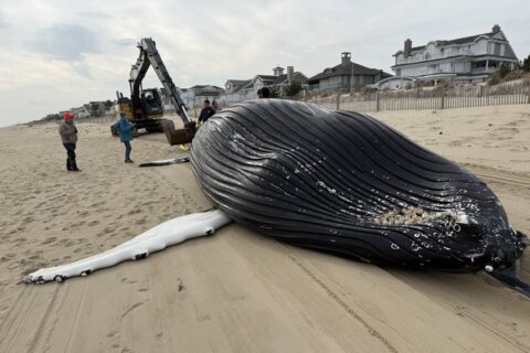Dead humpback whale washes ashore in Bethany Beach