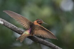 APTOPIX Ecuador Hummingbirds Refuge