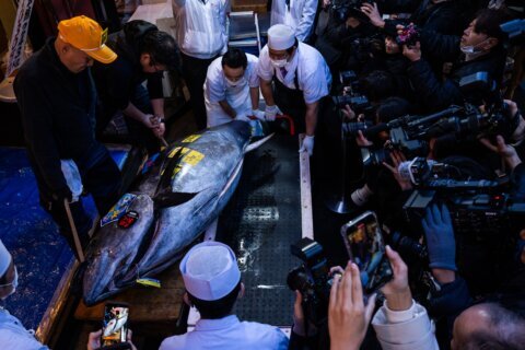 That’s some pricey fish: A glimpse into Japan’s New Year’s tuna auction