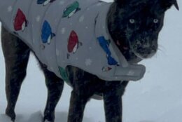 Dog enjoys snow in Bowie, Maryland
