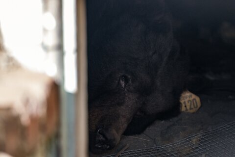 California homeowner rolls out ‘unwelcome’ mat for black bear living under his house