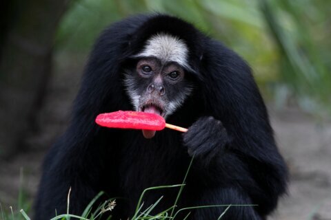 Rio de Janeiro zoo animals are treated to popsicles as the city faces scorching summer weather