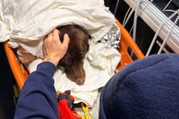 a dog wrapped in blankets getting medical treatment