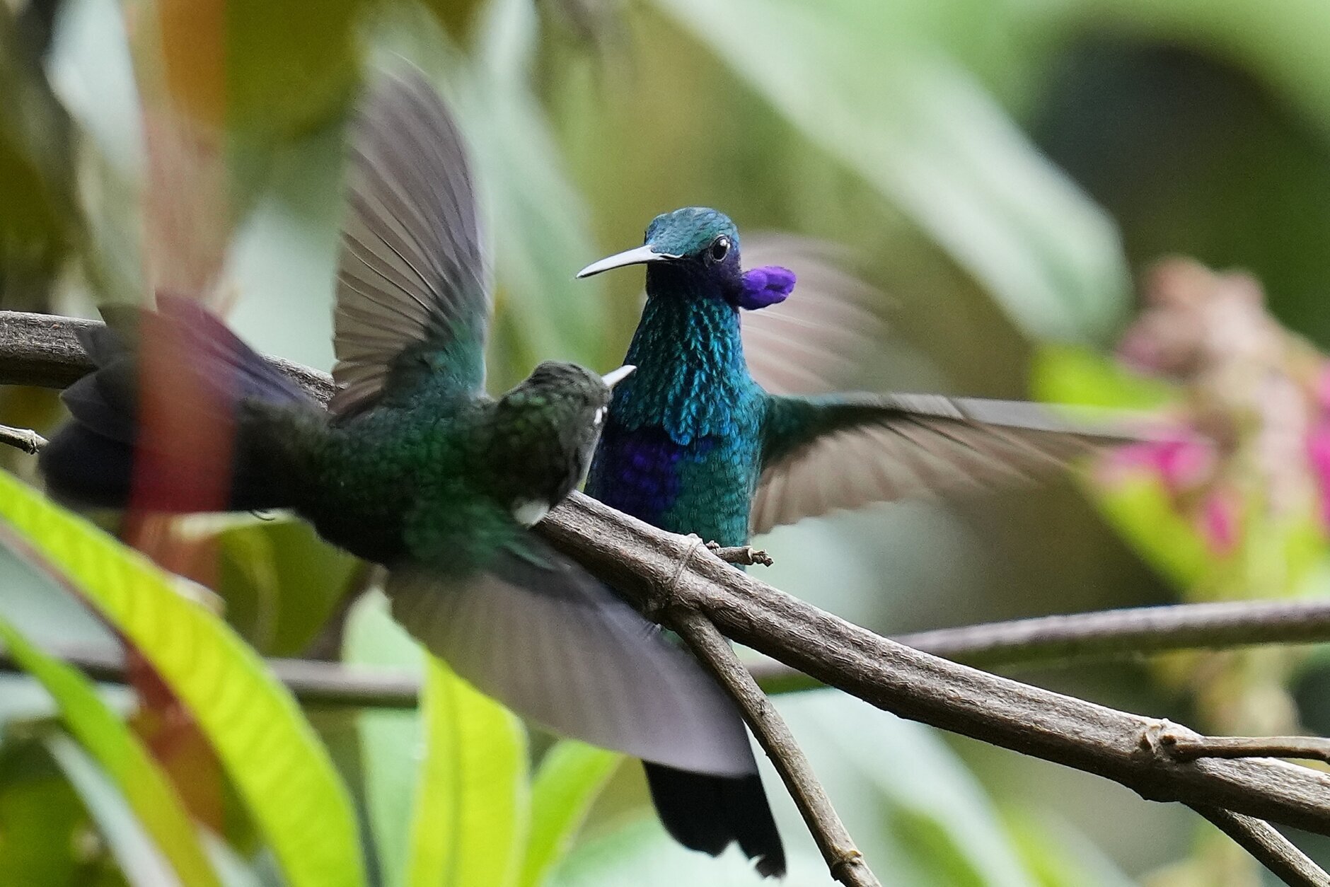 Ecuador Hummingbirds Refuge