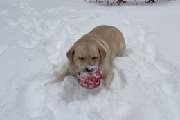Dog plays in snow in DC