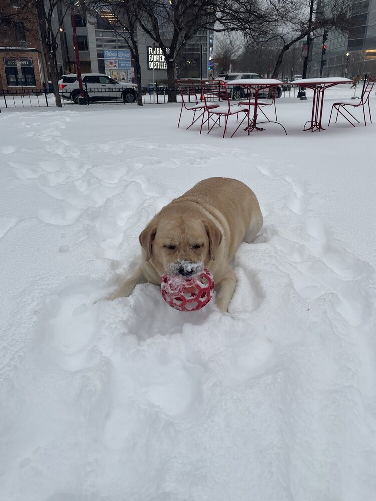 Dog plays in snow in DC