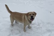 Why short walks matter for pets in extreme cold