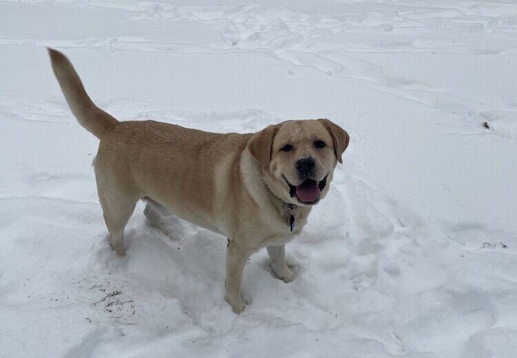 Why short walks matter for pets in extreme cold - WTOP News