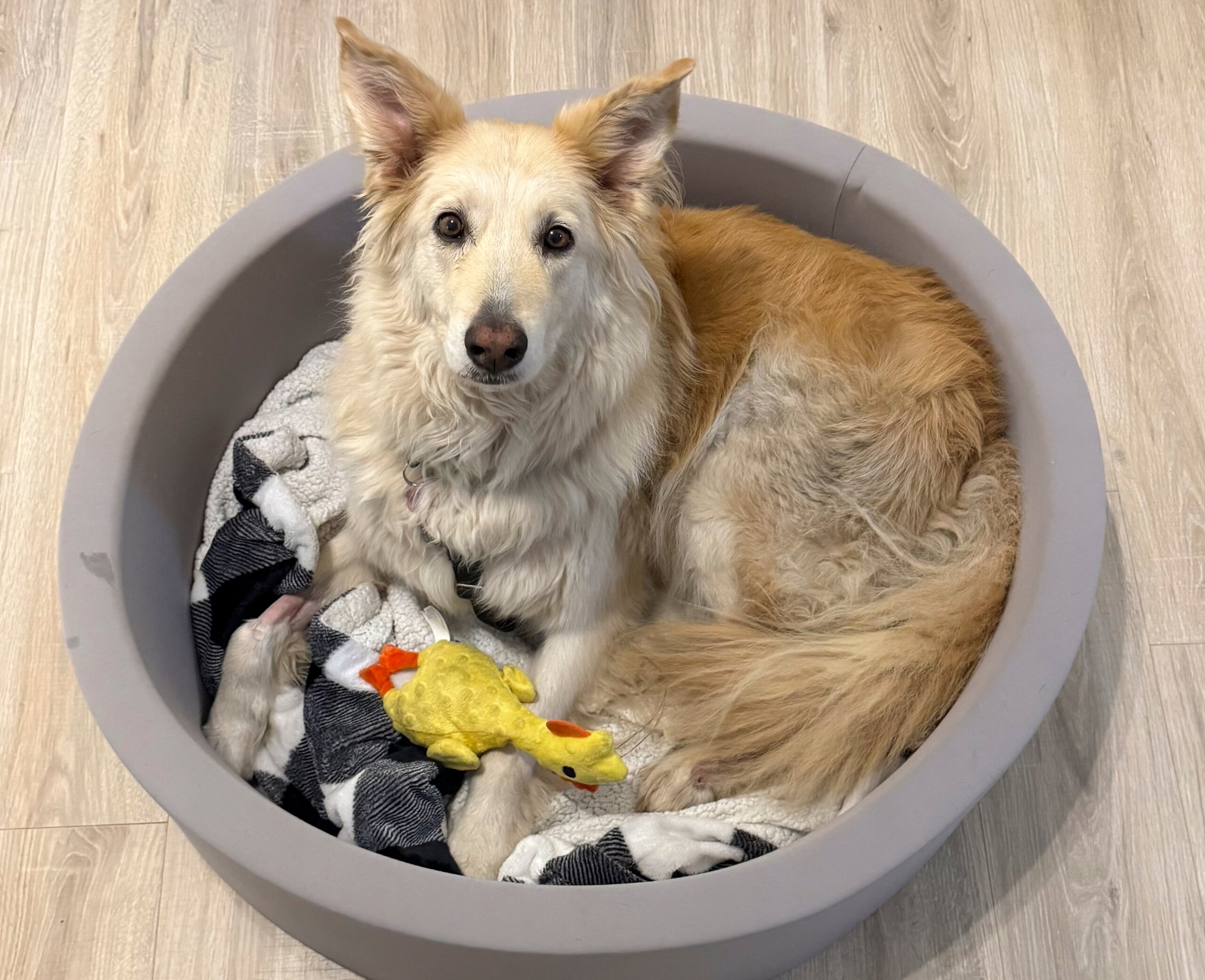 Rescuers use drone technology to find dog that escaped along New Jersey Turnpike