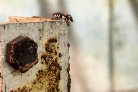 Flesh-eating beetles: The unsung heroes of the Smithsonian Museum of Natural History