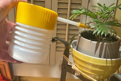 The secret to pest-free houseplants starts at the nursery