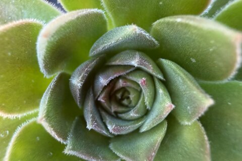 Bring the desert’s warmth indoors this winter with big, bold succulents