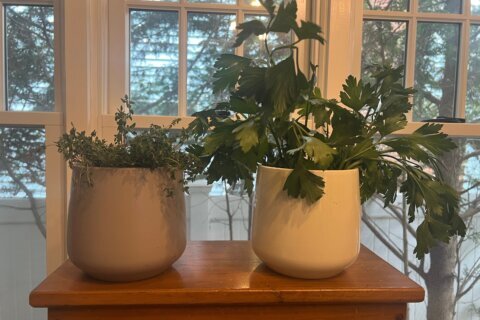 Herbs grown indoors require extra care. Here are some tips