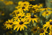 Yellow flowers of Rudbeckia hirta