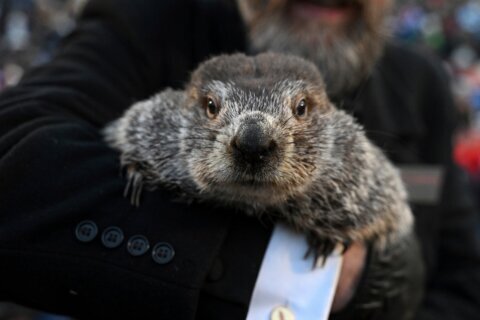 Groundhog Day puts Punxsutawney Phil’s forecast about winter’s length in the spotlight