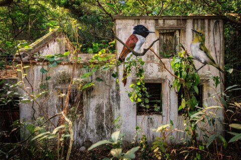 Across the forgotten walls of a Hong Kong island, a flock of bird murals rises