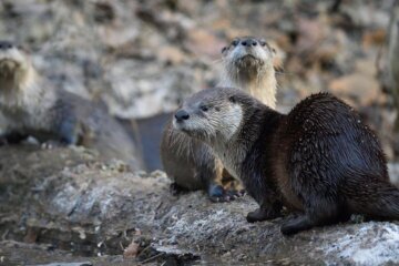 otters