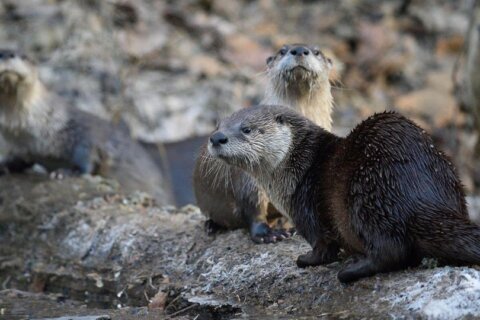otters
