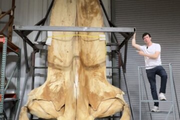 whale skull