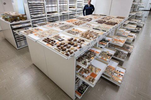 Explore the ‘Rosetta Stone’ of marine life at the Smithsonian Ocean Library