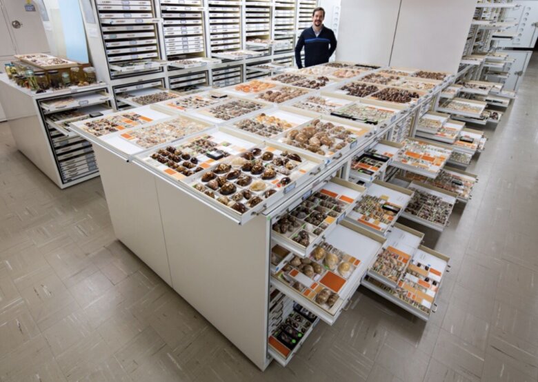 Explore the ‘Rosetta Stone’ of marine life at the Smithsonian Ocean Library