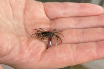 little crab in a white hand