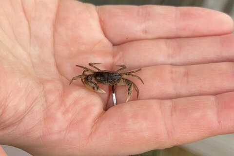 little crab in a white hand