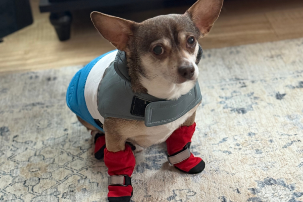 Dog wearing jacket and booties