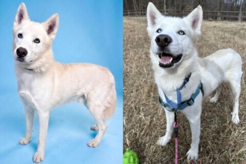 Meet Nordic, a 49-pound sweetheart