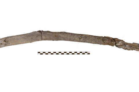Scientists recover the oldest wooden tools from a site in Greece