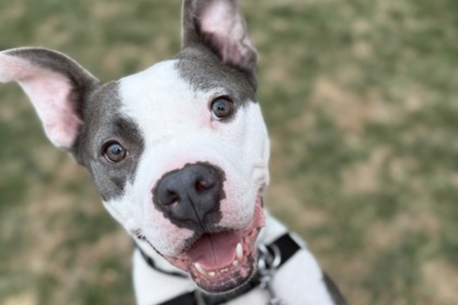 Meet Bambu, a perfect pup with a heart of gold