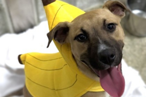 Meet Hannah, a terrier mix who is as cute as a button