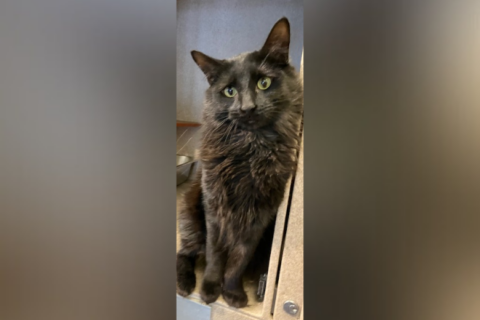 Meet Indiana, a wonderful cat with a gentle, charming presence