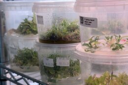 WTOP went inside the facility that is building the “shovels and picks” for plant tissue culturing and teaching hobbyists how to grow their own plants in test tubes.