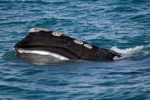 A rare whale is having an encouraging season for births. Scientists warn it might still go extinct