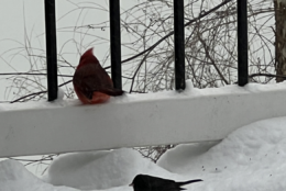 Birds on balcony in Upper Marlboro