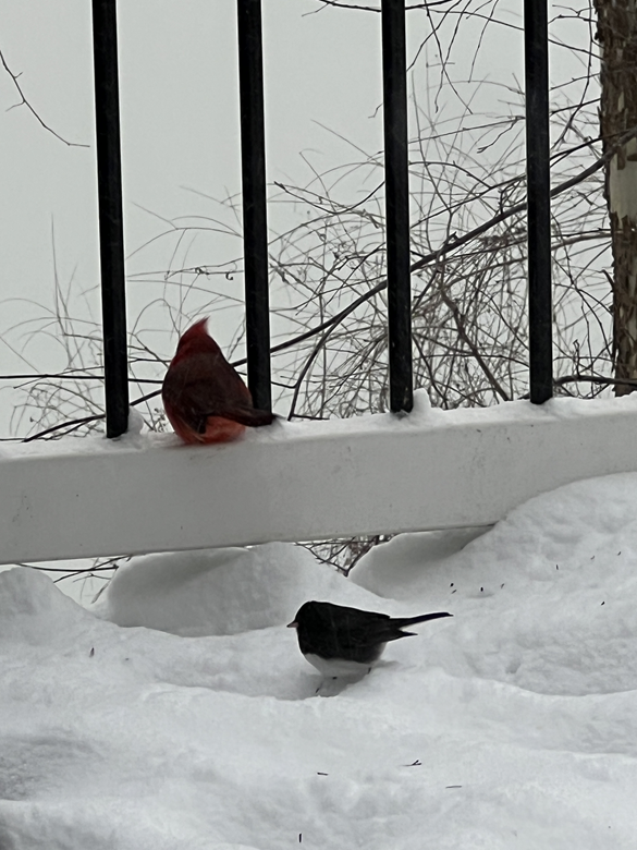 Birds on balcony in Upper Marlboro