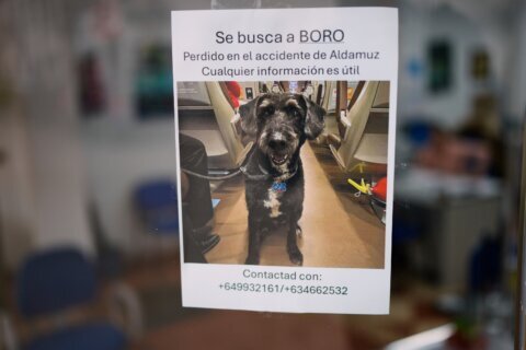 Social media mobilize to find Boro, a dog who survived Spain’s train crash