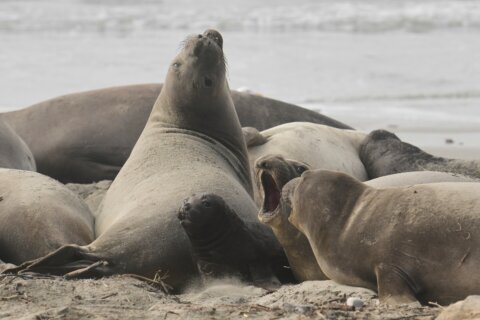 Elephant seals return to Año Nuevo State Park. Visitors watch battling bulls and 75-pound pups