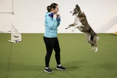 Wowed by the agility dogs at the Westminster show? A winning handler explains how it’s done