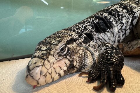 Freezing reptile dubbed ‘Lizard in a blizzard’ is rescued after being buried in Rhode Island snow