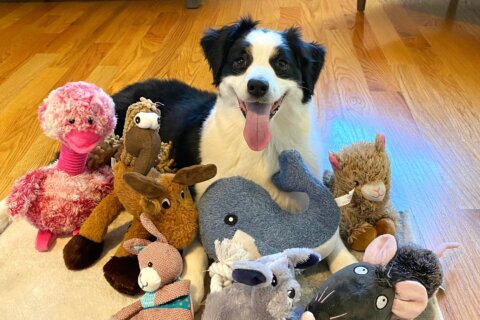 Some gifted dogs can learn new toy names by eavesdropping on owners