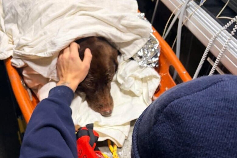 Firefighters rescue dog from Annapolis creek, offer safety advice about icy waters