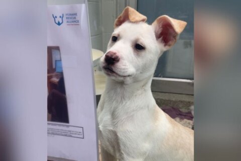 Meet Hershey, a frisky pup who’s eager to learn and play