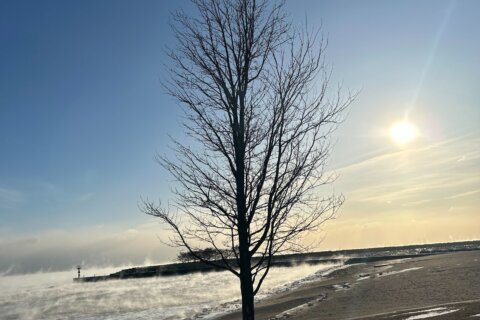 ¿Árboles que ‘explotan’ por el frío extremo? Experto explica qué es este fenómeno