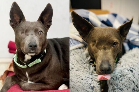 Meet Mary, a gentle girl who loves long, sniffy walks and cozy naps